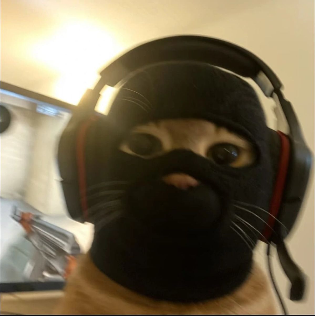 Duux's Profile Picture
